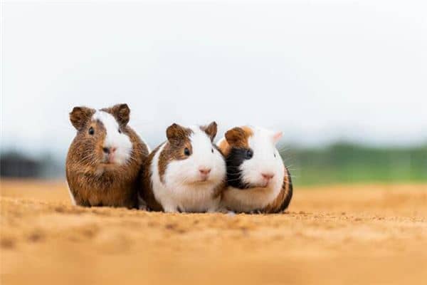 梦到打死老鼠 梦到打死老鼠