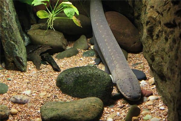 梦见被鳝鱼咬是什么意思 梦见被鳝鱼咬是什么意思