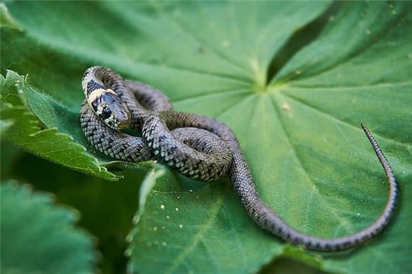 梦见跟蛇搏斗是什么意思 梦见跟蛇搏斗是什么意思