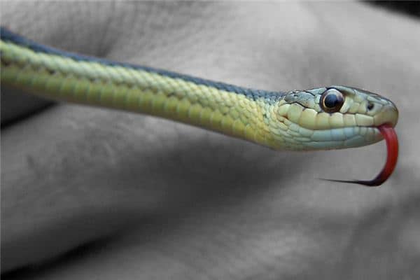 梦见蛇咬妈妈是什么意思 梦见蛇咬妈妈是什么意思