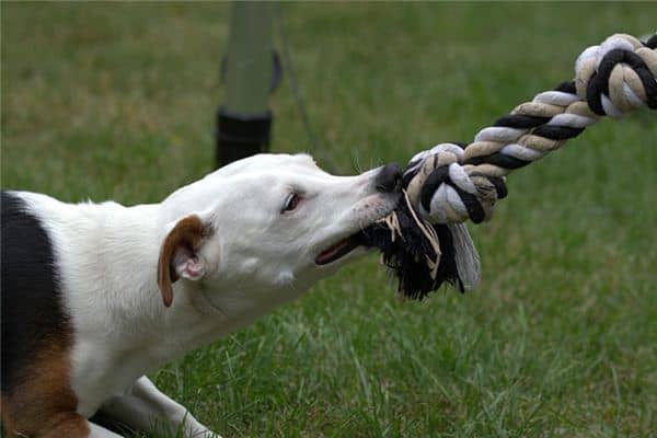 梦见孩子被狗咬了 梦见孩子被狗咬了