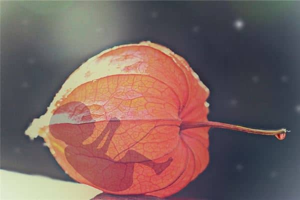 梦见打胎是什么意思