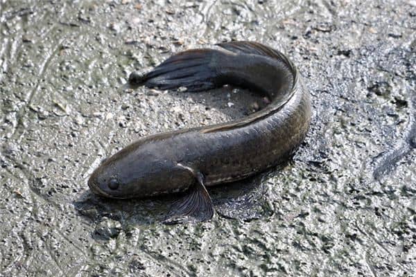 梦见孕妇泥鳅是什么意思