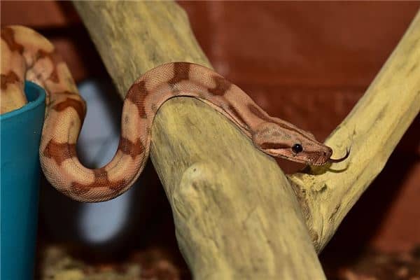 梦见女人老公被蛇咬是什么意思