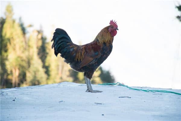梦见别人杀鸡是什么意思