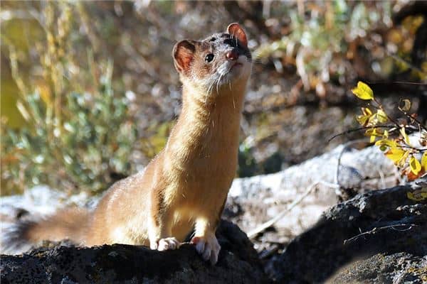 梦见给别人分肉是什么意思