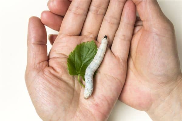 梦见蛆虫爬身上是什么意思