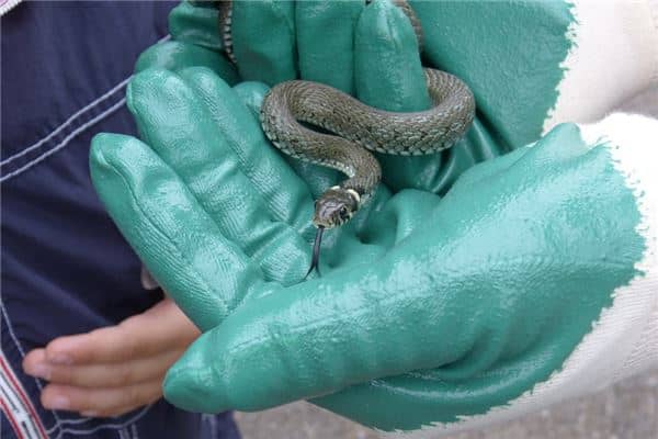 梦见身上有蛇扔不完是什么意思