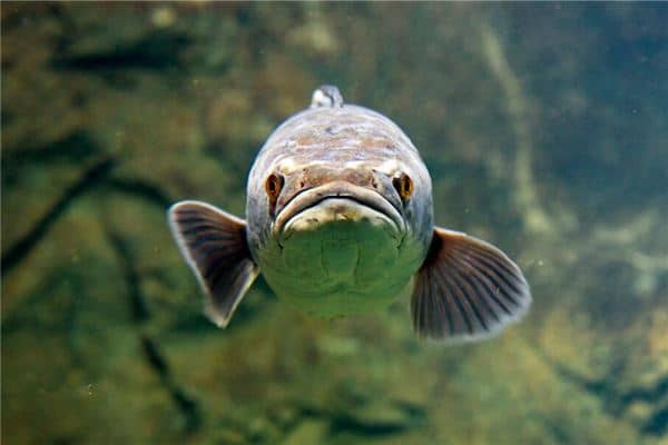 梦见孕妇黑鱼生了女儿是什么意思