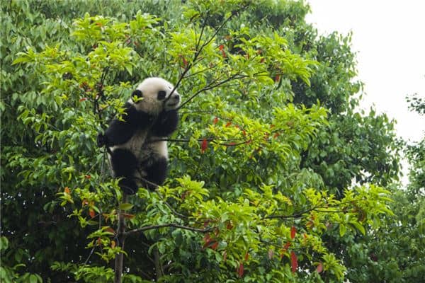 梦见自己上树是什么意思
