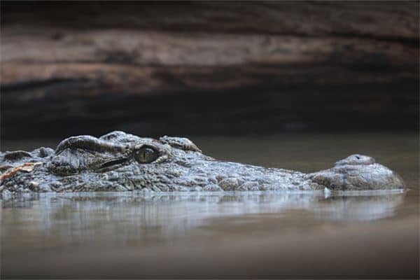梦见鳄鱼追我成功逃脱是什么意思