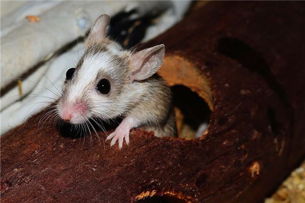 梦见杀死老鼠是什么意思