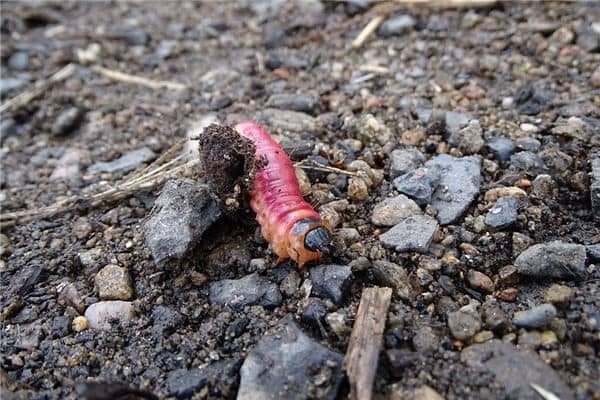 梦见蛆虫爬到身上是什么意思