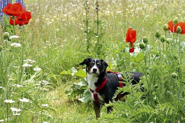 梦见宠物狗很可爱是什么意思