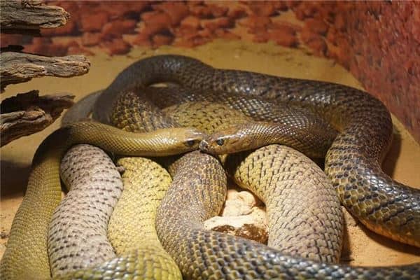 梦见两条大蛇是什么意思