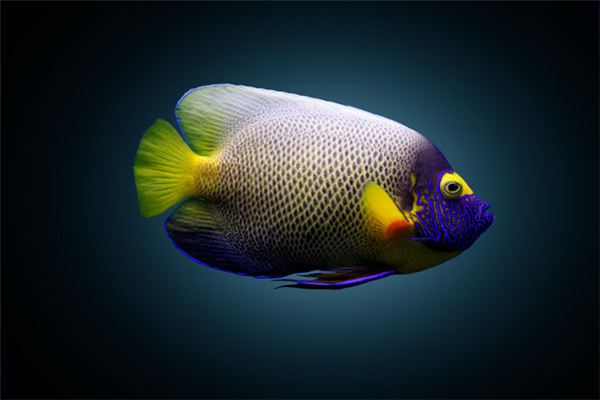 梦见小鱼是什么意思