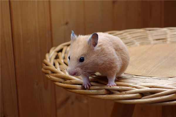 梦见捉老鼠是什么意思