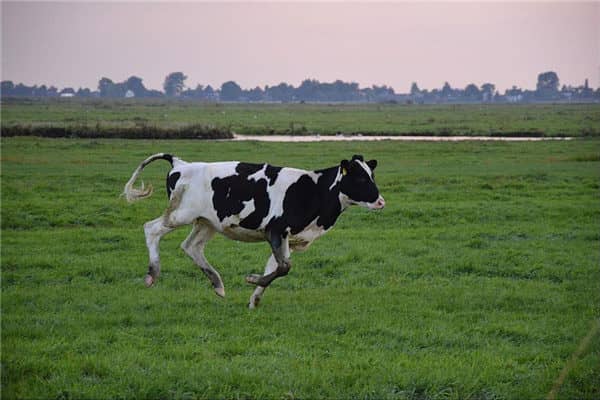 梦见疯牛是什么意思