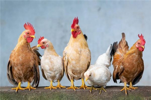 梦见一只鸡是什么意思