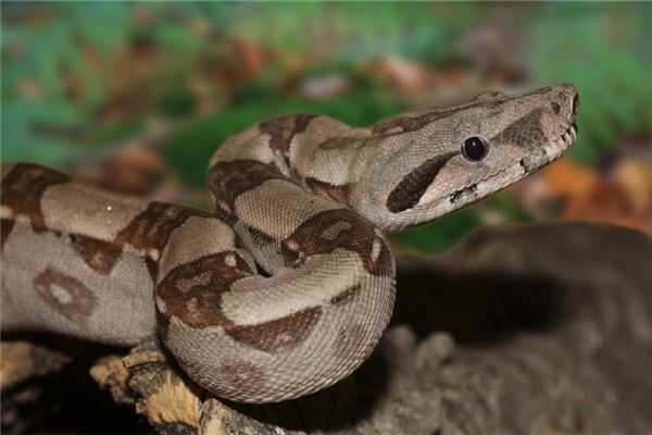 梦见很多大蟒蛇是什么意思