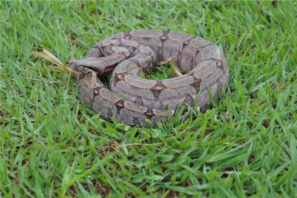 梦见做梦很多蛇是什么意思