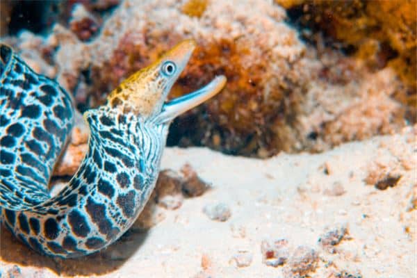 梦见黄鳝必生女儿是什么意思