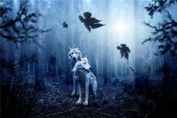 梦见好多狼是什么意思