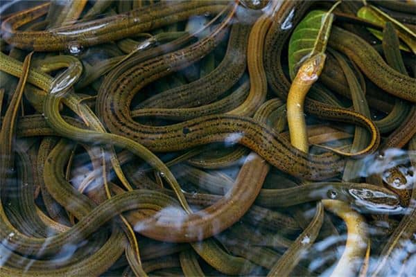 梦见女人很多鳝鱼是什么意思