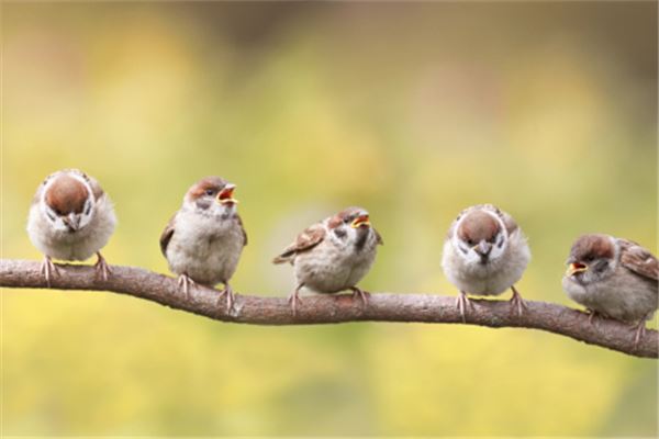 梦见好多鸟是什么意思