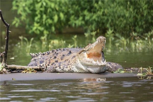 梦见抓鳄鱼是什么意思