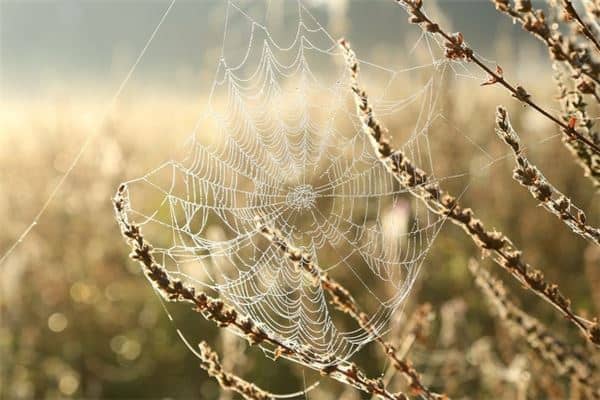 梦见蜘蛛网是什么意思
