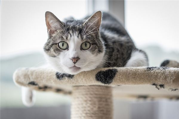 梦见女人自己养猫是什么意思