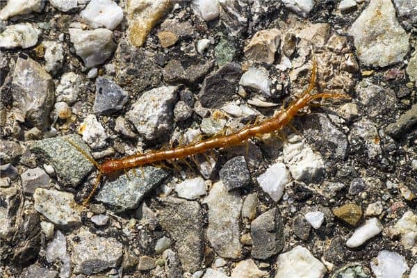 梦见被蜈蚣咬了是什么意思