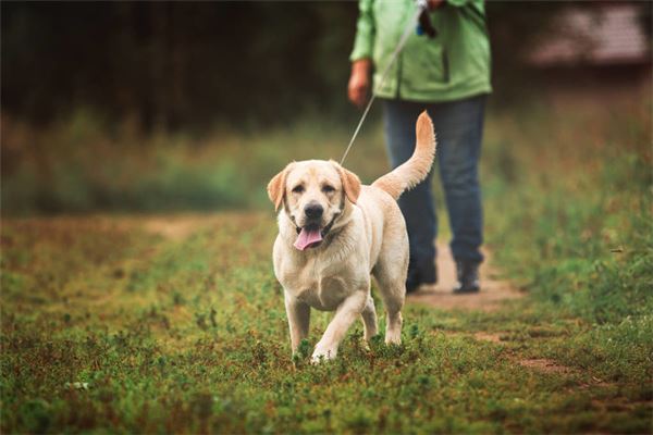 梦见狗对我很凶想咬我是什么意思