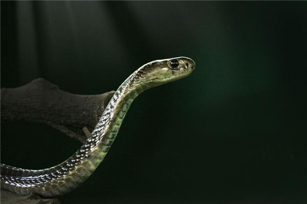 梦见蛇钻进衣服里是什么意思