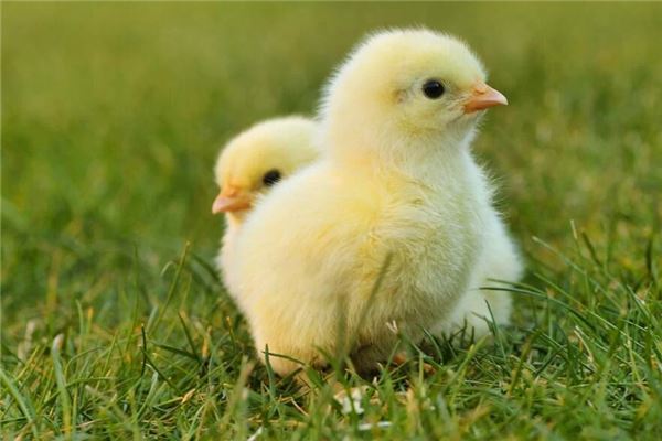 梦见孵小鸡是什么意思