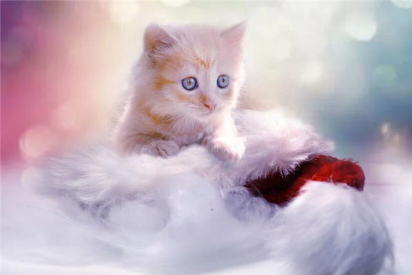 梦见猫是好事还是坏事是什么意思