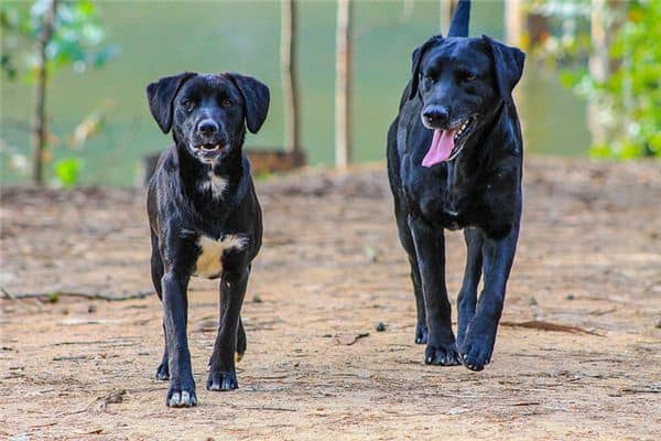 梦见两条大狗是什么意思