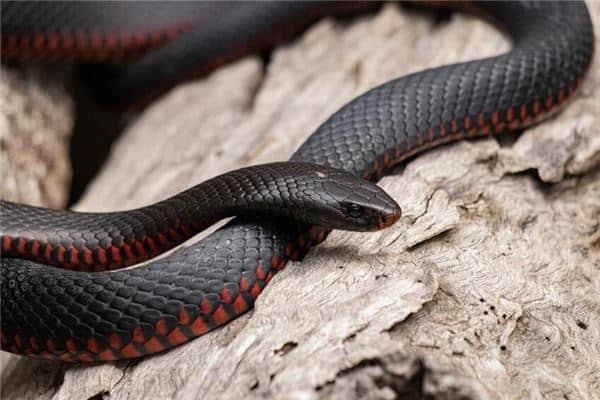 梦见长虫是什么意思