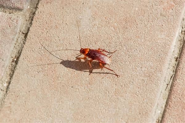 梦见好多蟑螂是什么意思