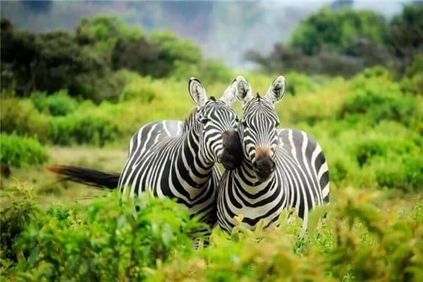 梦见斑马是什么意思