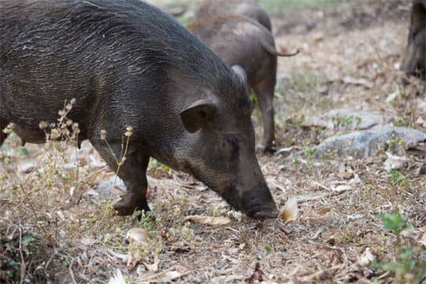 梦见大肥黑猪是什么意思
