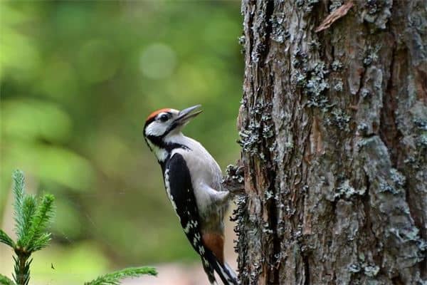 梦见捉住一只鸟是什么意思