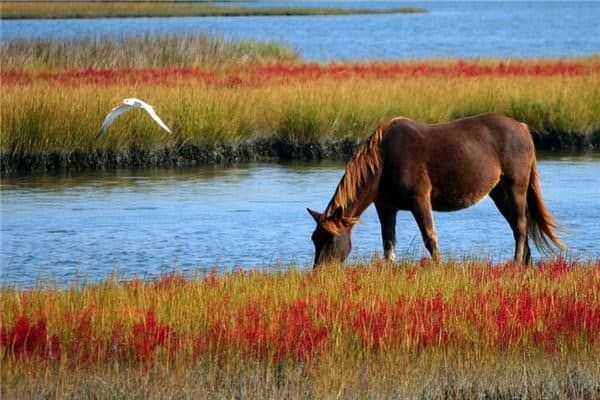梦见马是什么意思是好还是坏呢是什么意思