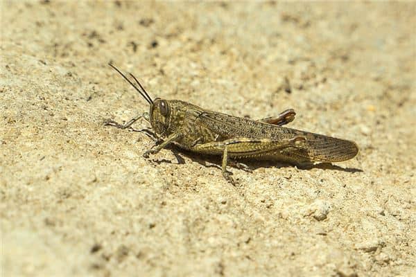 梦见蝗虫是什么意思