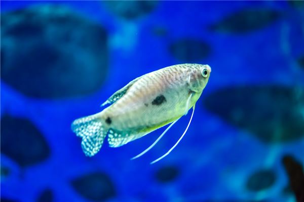 梦见鱼在水里游是什么意思