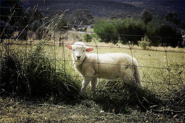 梦见宰羊流血是什么意思