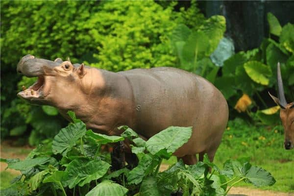 梦见河马是什么意思