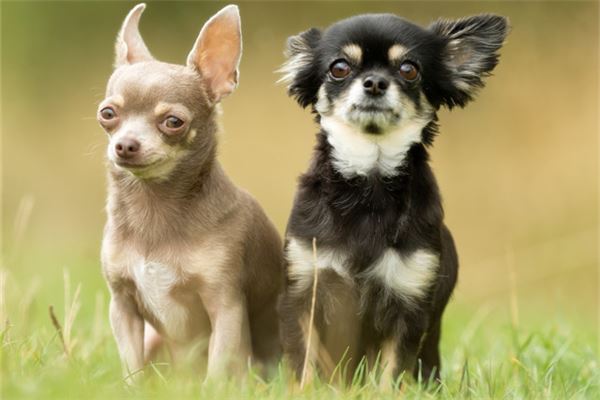 梦见狗打架是什么意思