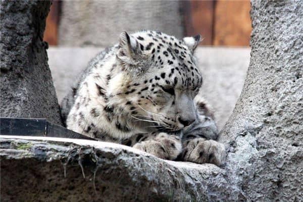 梦见猛兽是什么意思